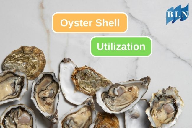 8 Uses Of Oyster Shell Waste in Various Field